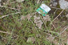 Polycarpaea corymbosa